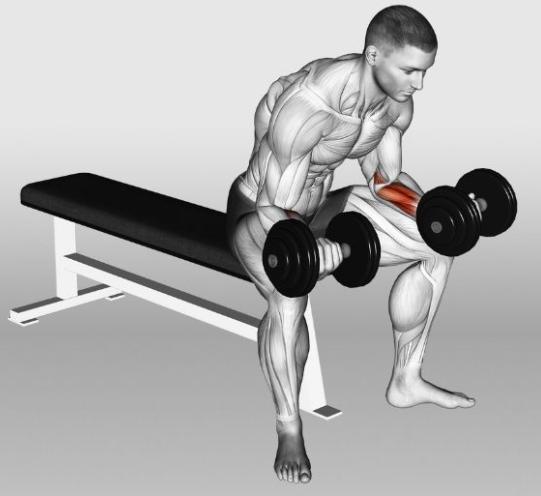 Workout Forearms with Dumbbells